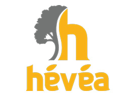 Hévéa
